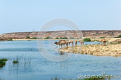 Camels in front of Sumhuram Castle, Khor Rori, Salalah, Dhofar, Sultanate of Oman Stock Photo